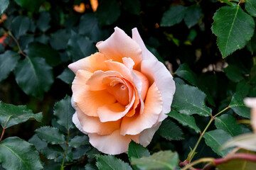 orange rose in garden