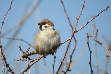 Sparrow on tree branch on blue sky background, closeup