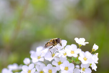 ユキヤナギに留まる虻