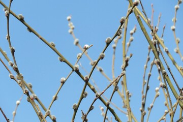 Willow twigs on blue sky background, closeup