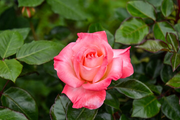 pink rose in garden