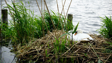 Ein Höckerschwan beim Brüten in seinem Nest