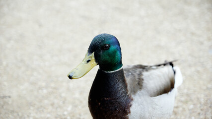 Männliche und weibliche Ente auf der suche nach Futter an Land