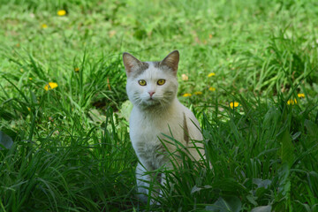 Naklejka na ściany i meble White cat sitting on the green grass. Pets. Copy space for text.