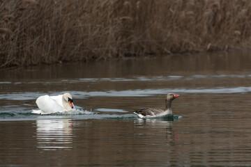 mute swan hunting a greylag goose in flight
