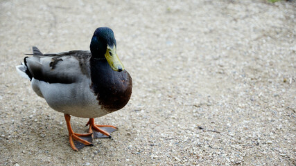 Männliche und weibliche Ente auf der suche nach Futter an Land