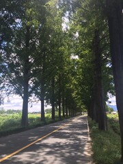 Obraz premium 햇빛 사이 오솔길