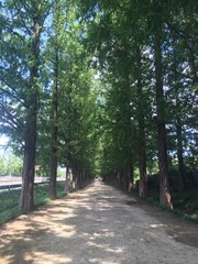 햇빛 사이 오솔길