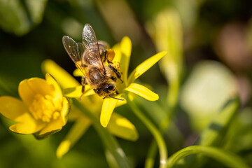 Bee on a spring flower collecting pollen and nectar