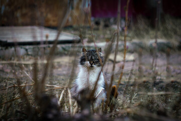 sad stray cat. wild cat on the street. a lonely animal  