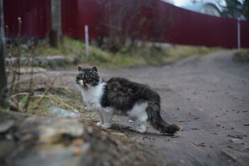 sad stray cat. wild cat on the street. a lonely animal  