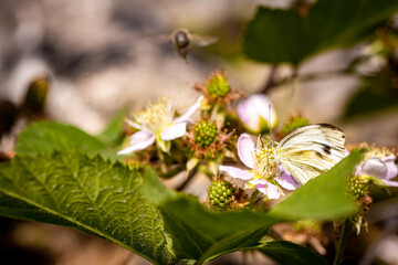 Butterfly on a white blackberry flower collecting pollen and nectar