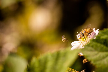 Bee on a white blackberry flower collecting pollen and nectar for the hive