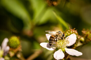 Bee on a white blackberry flower collecting pollen and nectar for the hive