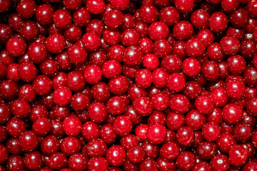 Background of ripe organic sour cherries in the sun