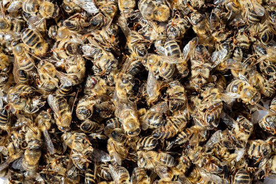 Dead bees covered with dust and mites on an empty honeycomb from a hive in decline, plagued by the Colony collapse disorder and other diseases