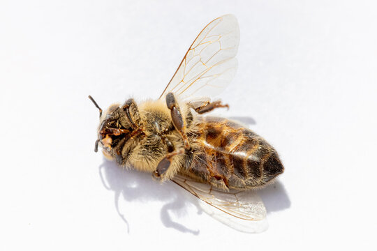 Macro Image Of A Dead Bee On A Frame From A Hive In Decline, Plagued By The Colony Collapse Disorder And Other Diseases