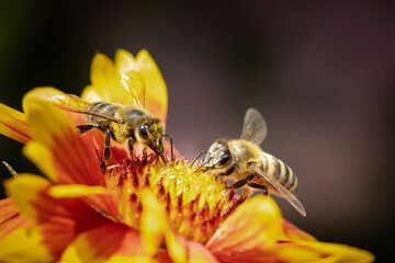 Bee on a orange flower collecting pollen and nectar for the hive
