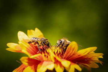 Bee on a orange flower collecting pollen and nectar for the hive