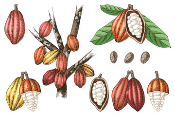 Hand drawn cocoa beans set