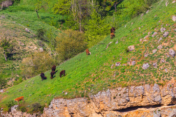 Cows grazing on a cliff in spring