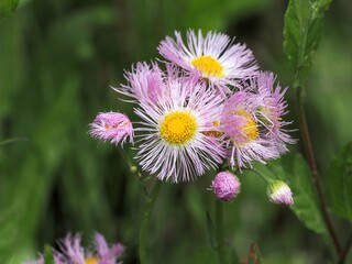 光を浴びて輝く満開の薄紅色のハルジオン