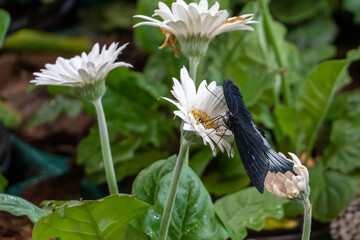 Great Mormon Butterfly (Paplio memnon) a male black swallowtail butterfly side view on whiteflowers.