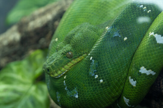 Emerald Tree boa (Corallus caninus) coiled in a tree very close up. A beautiful green jungle snake.