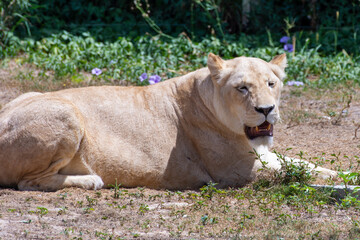 A female White Lion (panthera leo) on a sitting in the savannah looking around.