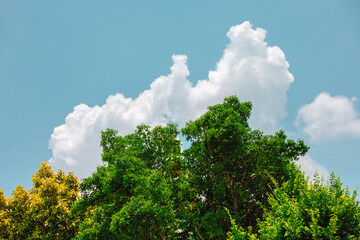 blue sky with clouds and tree background 