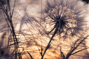 dandelion and feather grass, silhouette on sunset background, abstract background.