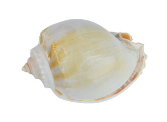 shell is isolated on a white background