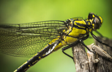 close up macro of dragonfly 
