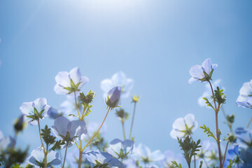 青空を背景に下から見上げるネモフィラの花