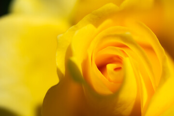 黄色いバラの花のアップ