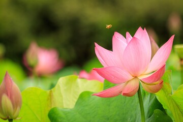 満開の蓮の花と飛んでいる蜜蜂