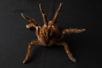 brown spider in combat stock red dangerous poisonous tarantula black background fangs teeth hairs macro