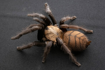 brown spider with dark paws in battle dangerous poisonous tarantula black background many eyes hair macro