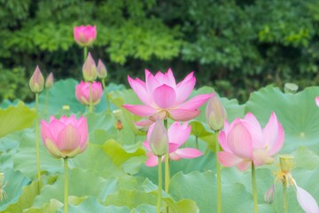 Obraz premium 蓮の花の群生風景