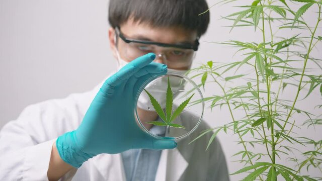 A scientist is checking and analyzing a cannabis sativa experiment , hemp plant  for herbal pharmaceutical cbd oil in a laboratory
