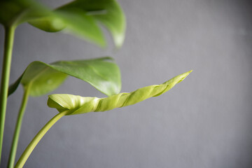 Leaf of Monstera deliciosa in door plants.