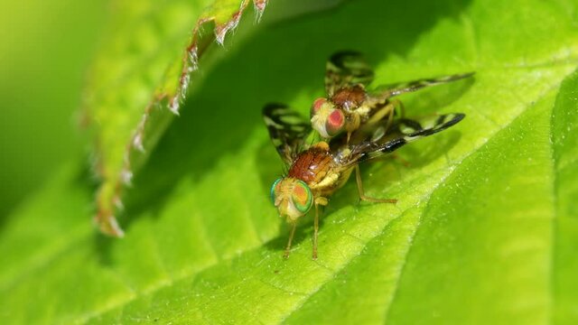 Celery Leaf Mining Fly, Celery Fly, Hogweed Picture-Wing Fly, Euleia heraclei - pair during copulation
