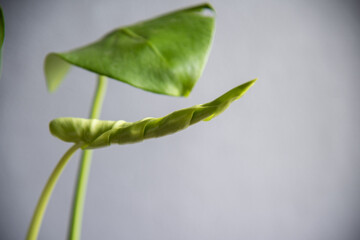 Leaf of Monstera deliciosa in door plants.