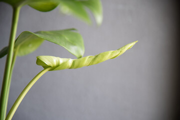 Leaf of Monstera deliciosa in door plants.