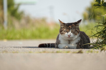 猫それぞれの居場所