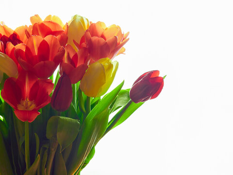 Bouquet of tulips of different colors on a white background