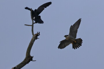 Obraz premium peregrine falcon