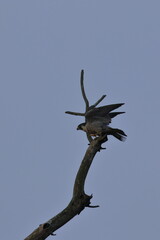 Fototapeta na wymiar peregrine falcon