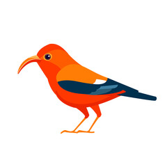 Red bird iiwi Hawaiian honeycreeper. Endangered birds cartoon flat style beautiful character of ornithology, vector illustration isolated on white background
