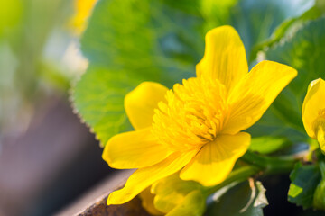 Spring flowering marsh marigold (Caltha palustris), in garden pond